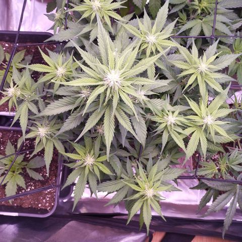 Gorilla Cookies Automatic growlog timeline photo
