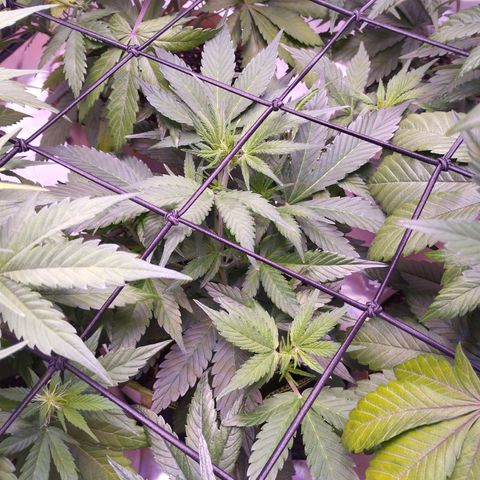 2Fast4Buds Automix 1 growlog timeline photo