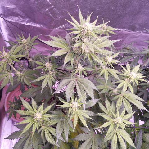 Smart Lady growlog timeline photo
