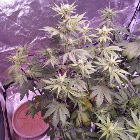 Smart Lady growlog timeline photo