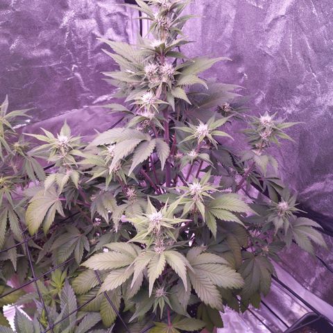 Lemon Cherry Cookies Automatic growlog timeline photo