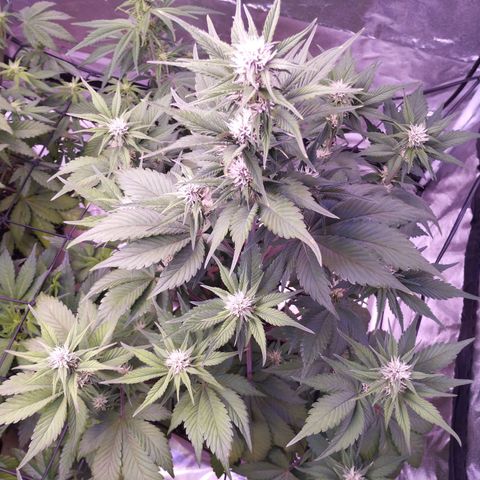 Lemon Cherry Cookies Automatic growlog timeline photo