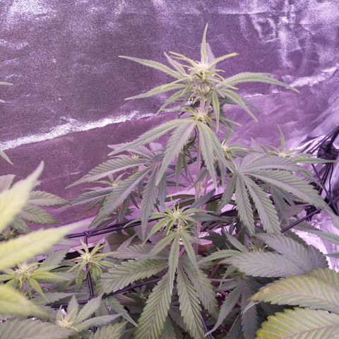 2Fast4Buds Automix 4 growlog timeline photo