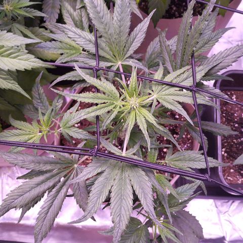 Purple Punch Auto growlog timeline photo