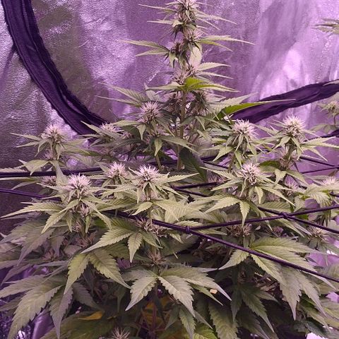 Gorilla Cookies Automatic growlog timeline photo