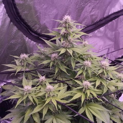 Gorilla Cookies Automatic growlog timeline photo
