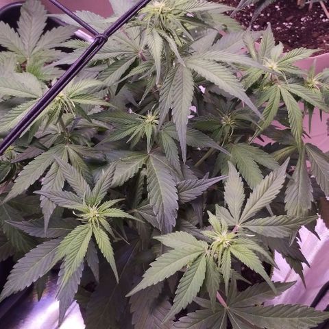 2Fast4Buds Automix 1 growlog timeline photo