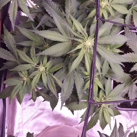 2Fast4Buds Automix 1 growlog timeline photo