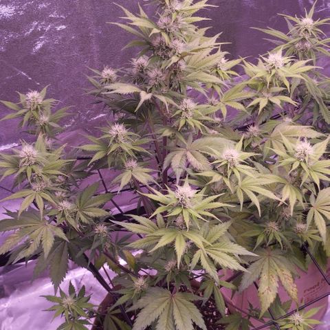 Smart Lady growlog timeline photo