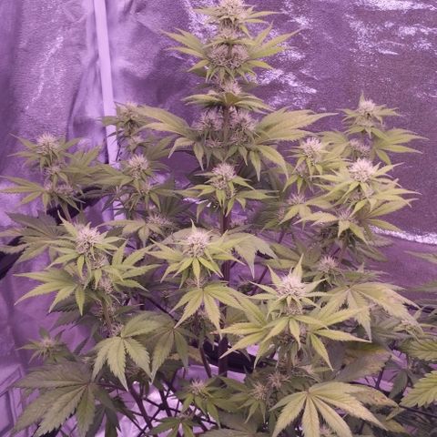 Smart Lady growlog timeline photo