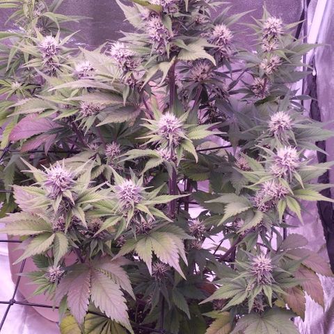 Lemon Cherry Cookies Automatic growlog timeline photo