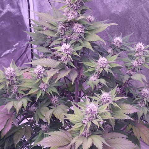 Lemon Cherry Cookies Automatic growlog timeline photo