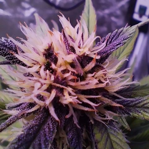 Lemon Cherry Cookies Automatic growlog timeline photo