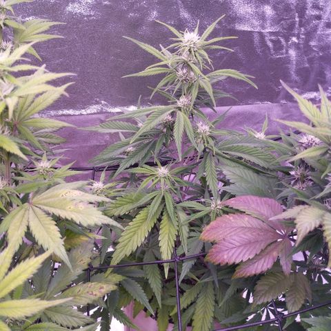2Fast4Buds Automix 4 growlog timeline photo