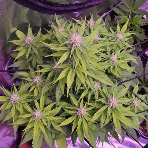 Gorilla Cookies Automatic growlog timeline photo