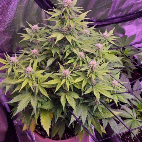 Gorilla Cookies Automatic growlog timeline photo