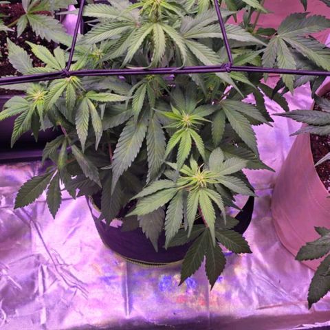 2Fast4Buds Automix 1 growlog timeline photo