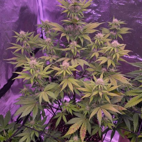 Smart Lady growlog timeline photo