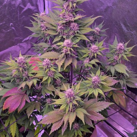 Lemon Cherry Cookies Automatic growlog timeline photo