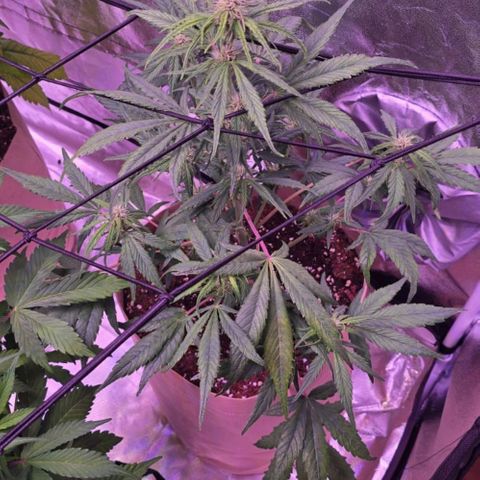 Purple Punch Auto growlog timeline photo