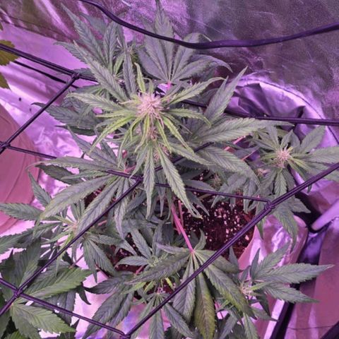 Purple Punch Auto growlog timeline photo