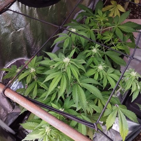 2Fast4Buds Automix 1 growlog timeline photo