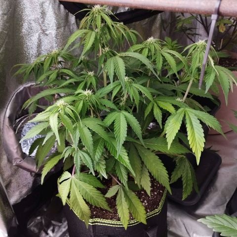 2Fast4Buds Automix 1 growlog timeline photo