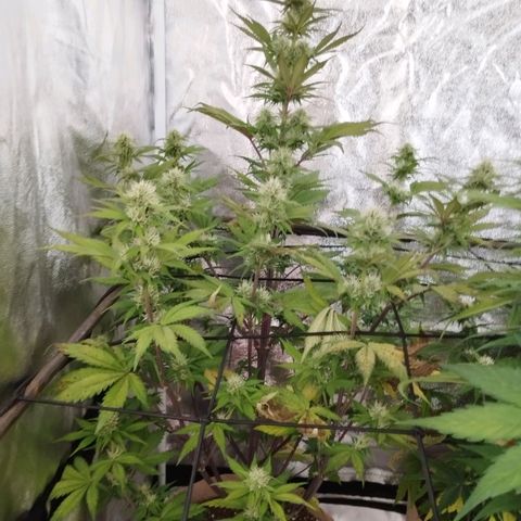 Smart Lady growlog timeline photo