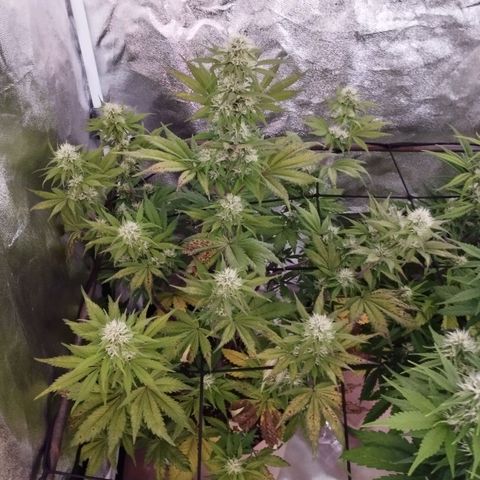 Smart Lady growlog timeline photo