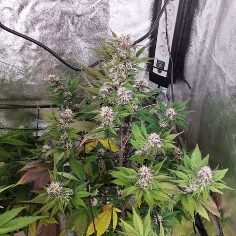 Lemon Cherry Cookies Automatic growlog timeline photo
