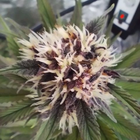 Lemon Cherry Cookies Automatic growlog timeline photo