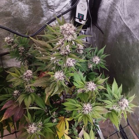 Lemon Cherry Cookies Automatic growlog timeline photo