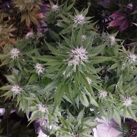 Gorilla Cookies Automatic growlog timeline photo