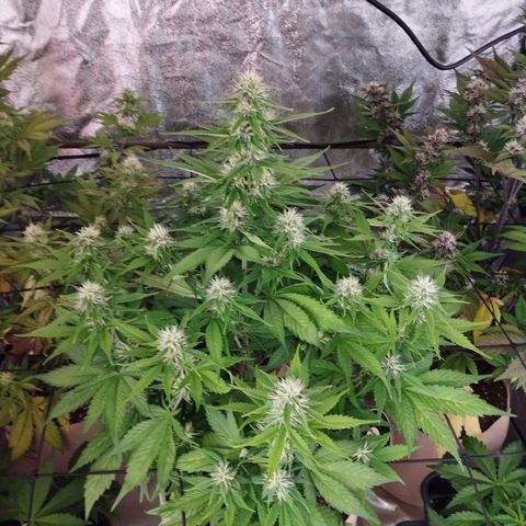 Gorilla Cookies Automatic growlog timeline photo
