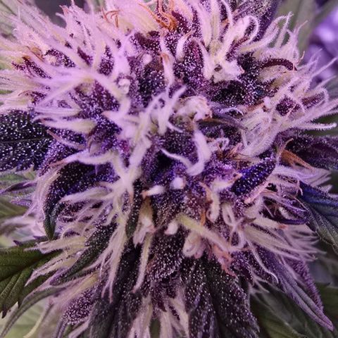 Lemon Cherry Cookies Automatic growlog timeline photo