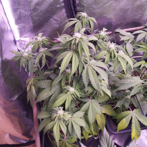 2Fast4Buds Automix 1 growlog timeline photo