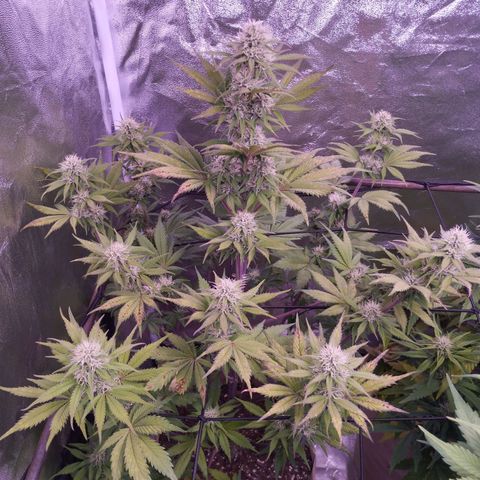 Smart Lady growlog timeline photo