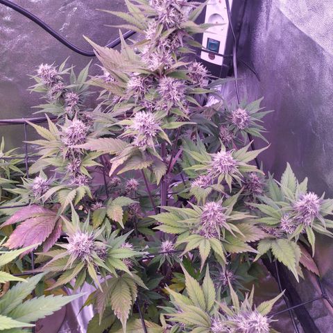 Lemon Cherry Cookies Automatic growlog timeline photo