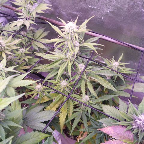 2Fast4Buds Automix 4 growlog timeline photo