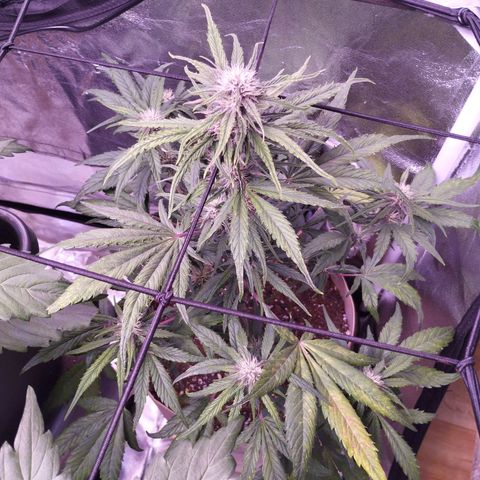 Purple Punch Auto growlog timeline photo