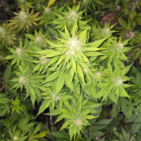 Gorilla Cookies Automatic growlog timeline photo