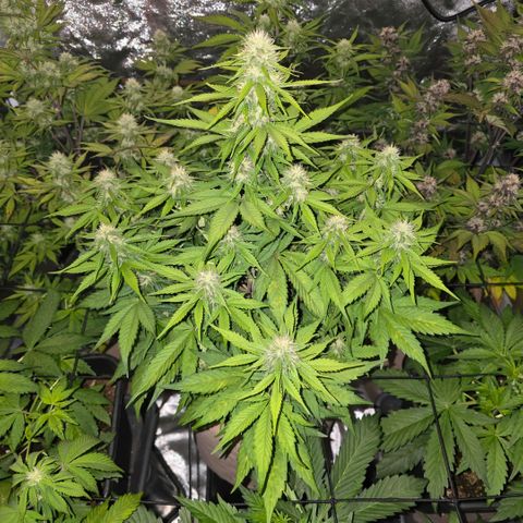 Gorilla Cookies Automatic growlog timeline photo