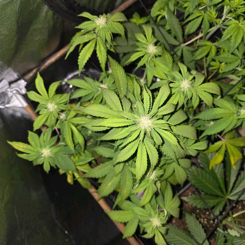 2Fast4Buds Automix 1 growlog timeline photo
