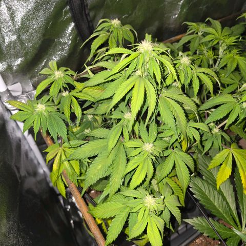 2Fast4Buds Automix 1 growlog timeline photo