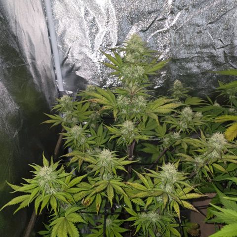 Smart Lady growlog timeline photo