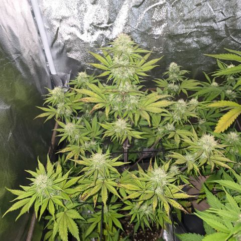 Smart Lady growlog timeline photo
