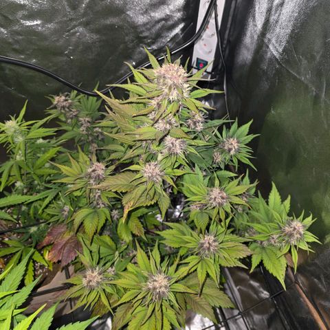 Lemon Cherry Cookies Automatic growlog timeline photo
