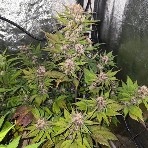 Lemon Cherry Cookies Automatic growlog timeline photo