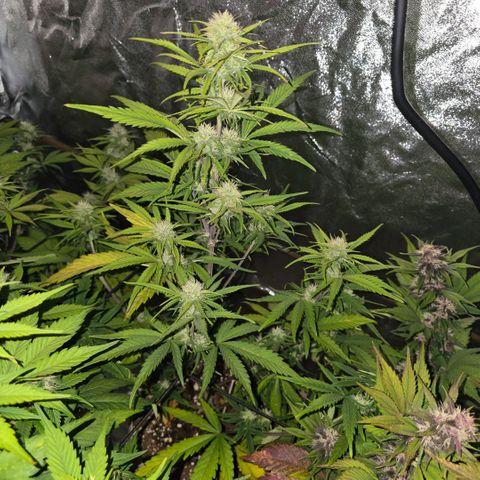 2Fast4Buds Automix 4 growlog timeline photo