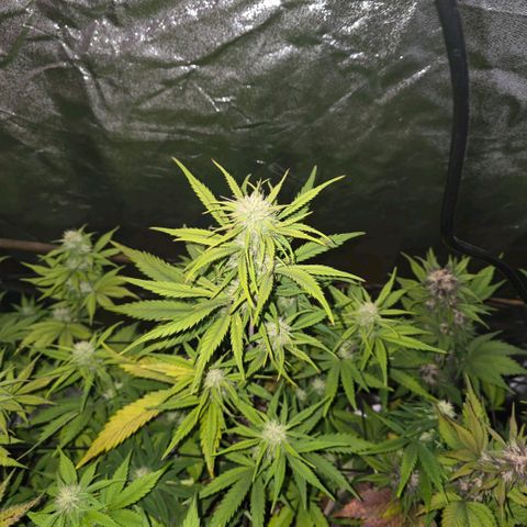 2Fast4Buds Automix 4 growlog timeline photo
